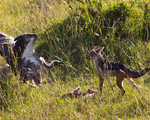 jackal vultures masai mara