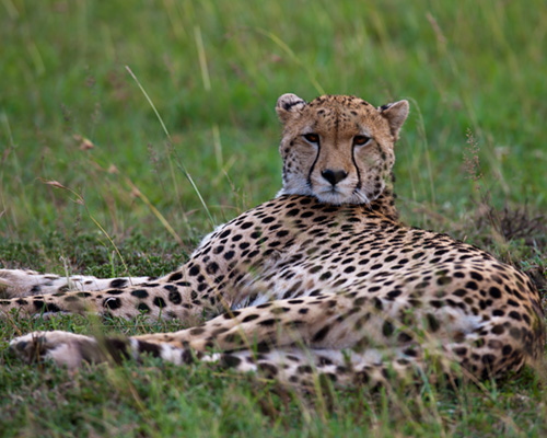 cheetah masai mara