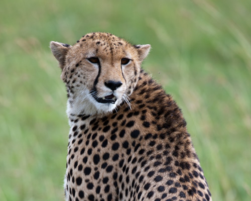 Cheetah masai mara