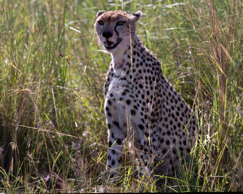 cheetah kill sweetwater