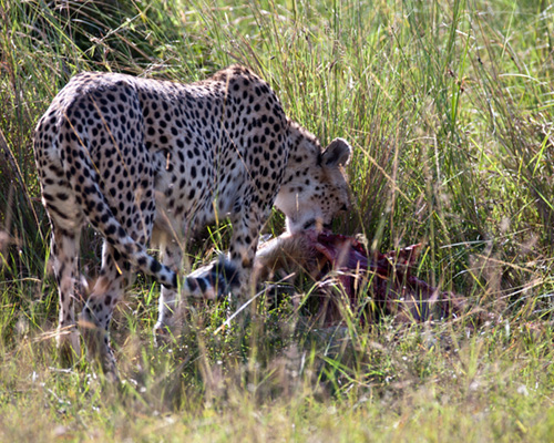 cheetah masai mara