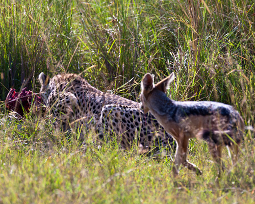 cheetah jackal masai mara