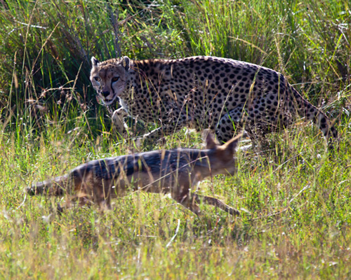 jackal cheetah
