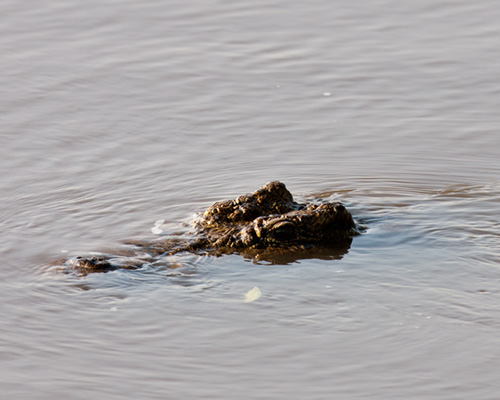crocodile photography safari kenya