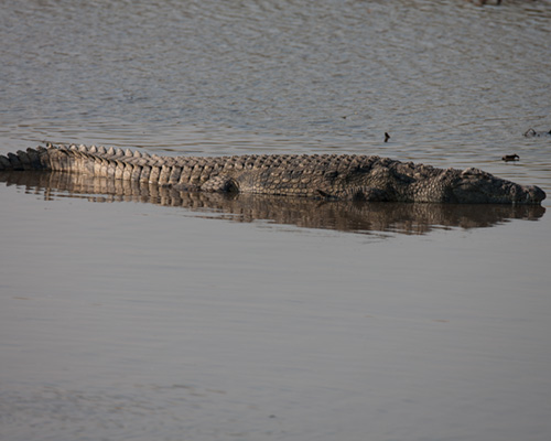 kenya safari africa crocodile