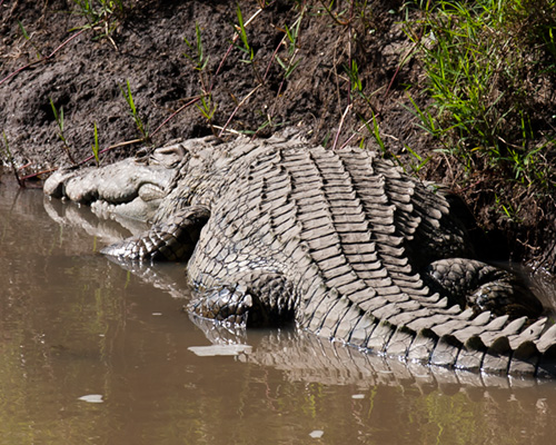 crocodile masai mara safari