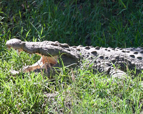 masai mara safari croc