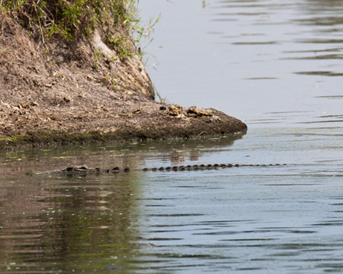 masai mara crocodile