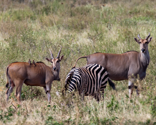 tsavo national park kenya safari