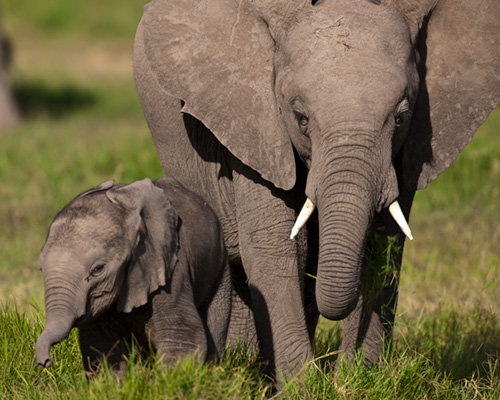 amboseli national game park kenya elephants