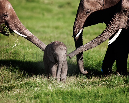elephant amboseli kenya safari