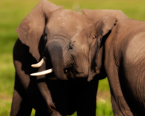 elephants fighting kenya safari
