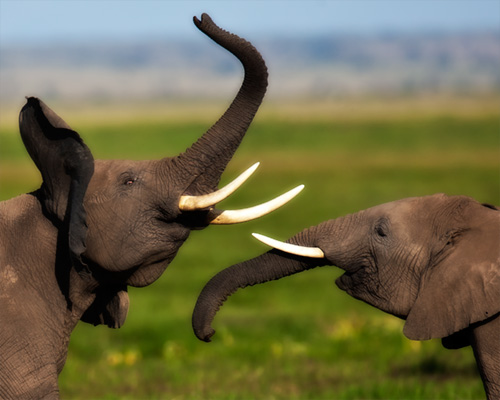 elephants fighting amboseli kenya