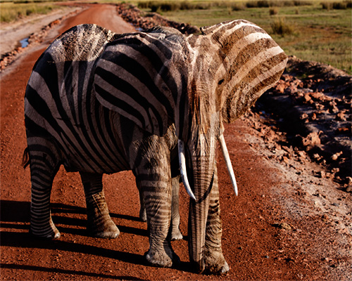 Zelephant Safari Kenya National Parks