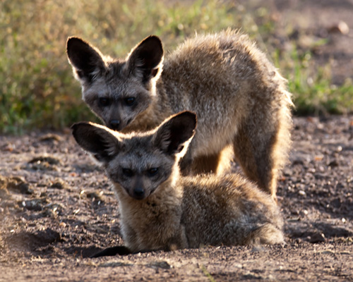 masai mara safari fox bat eared