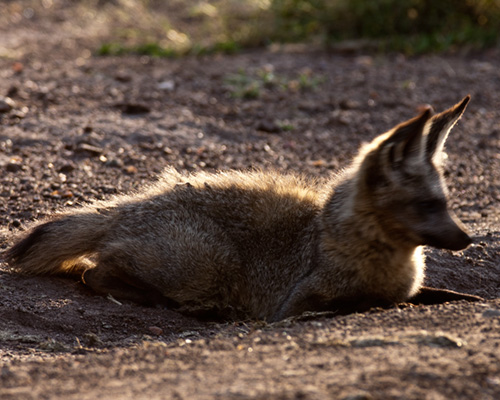 bat eared fox masai mara