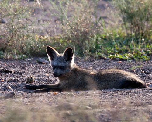Bat eared fox masai amra