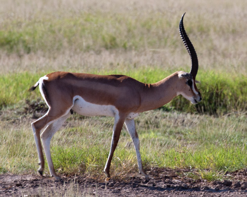 amboseli grants gazelle