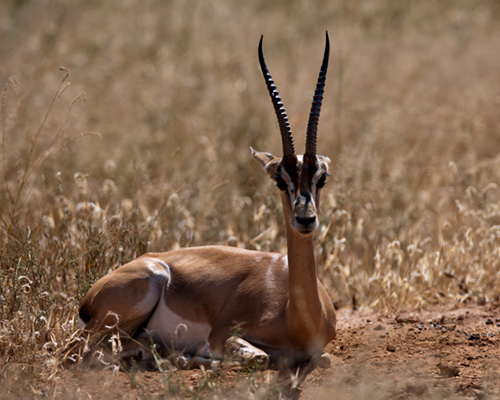 grants gazelle samburu national park kenya