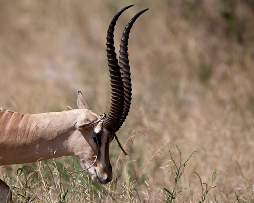 grants gazelle africa kenya