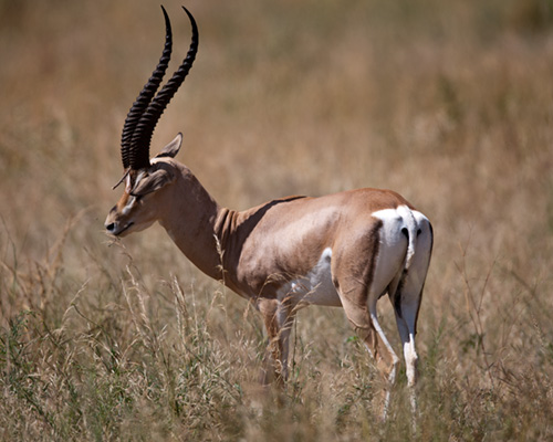 grants gazelle africa safari photography