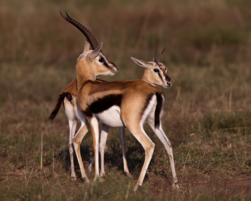 thomsons gazelle kenya safari photographic