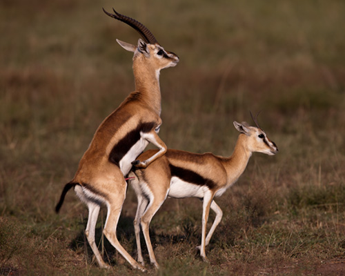 Thomsons gazelle masai mara pictures