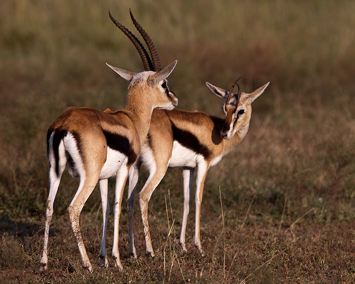 photographic safari kena masai mara