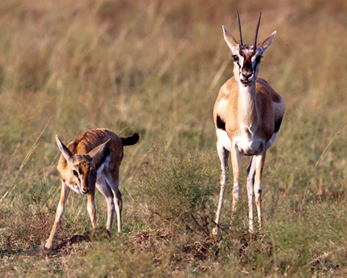 thomsons gazelle afric photo safari