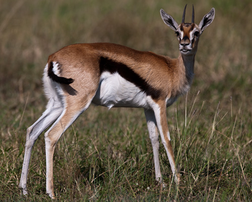 Thomsons gazelle african safari pictures