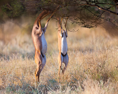 samburu photographic safari gerenuk
