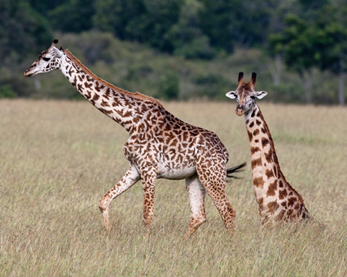 Giraffe pictures reticulated