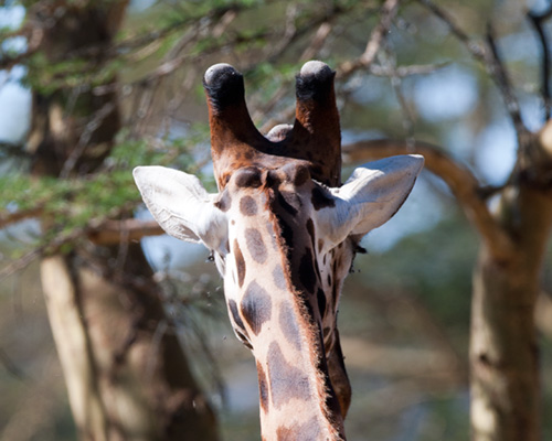 giraffe lake nakuru