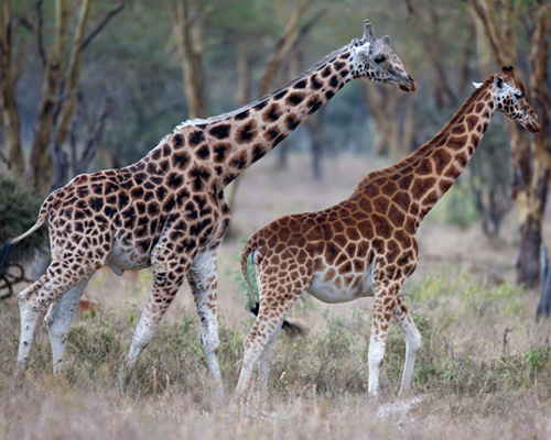 giraffe pictures kenya safari