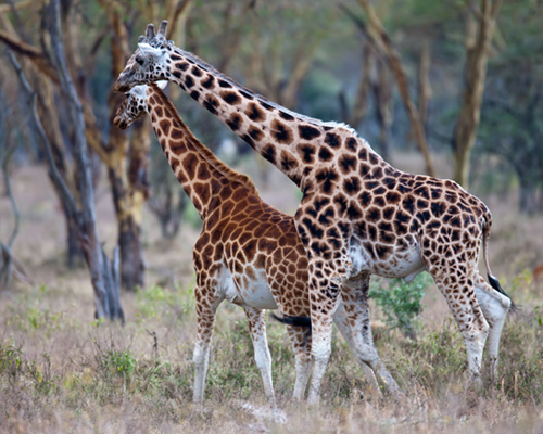 rothschilds giraffe 
