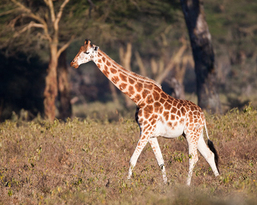 giraffe rothschilds african safari