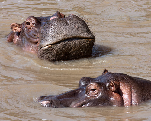 hippopotamus masai mara