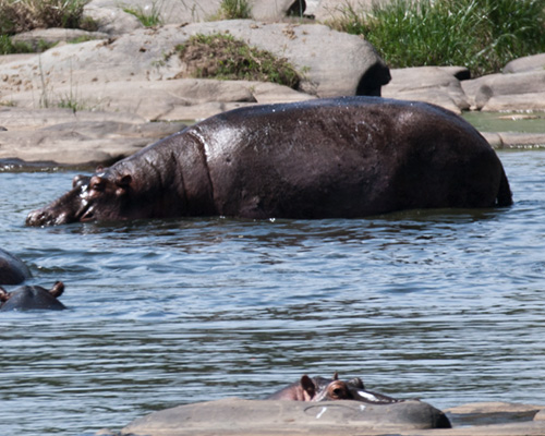 masai mara hippo pictures