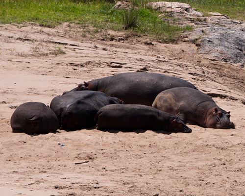 masai mara hippopotamus photos