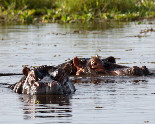masai mara hippo