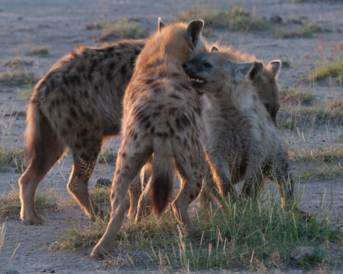 hyaena safari africa