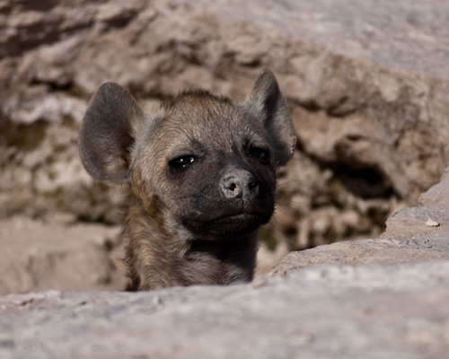baby hyaena amboseli