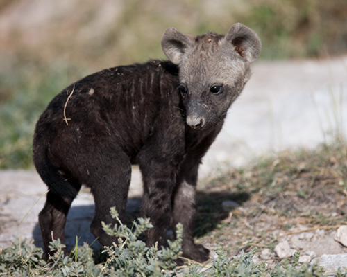 amboseli safari hyaena