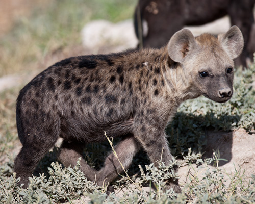 spotted hyaena photographs