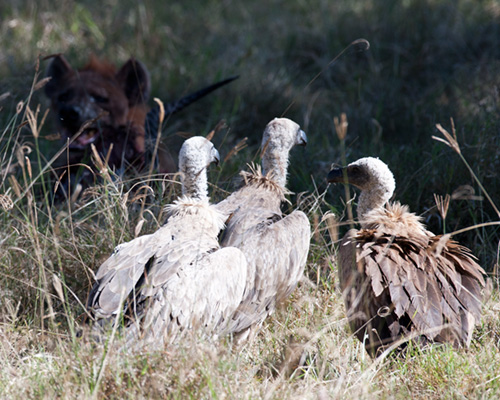 vulture hyaena lake nakuru