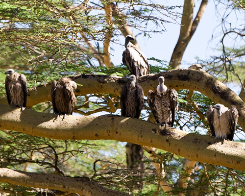 vulture lake nakuru safari
