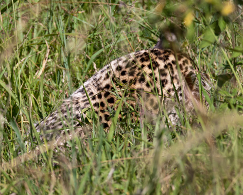 leopard sighting safari photographs