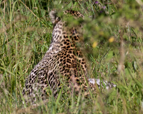 masai mara leopard