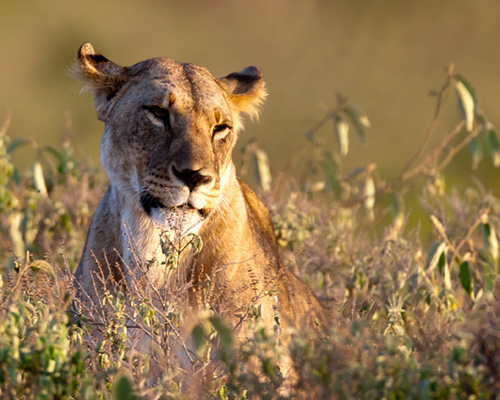 kenya photo safari lions