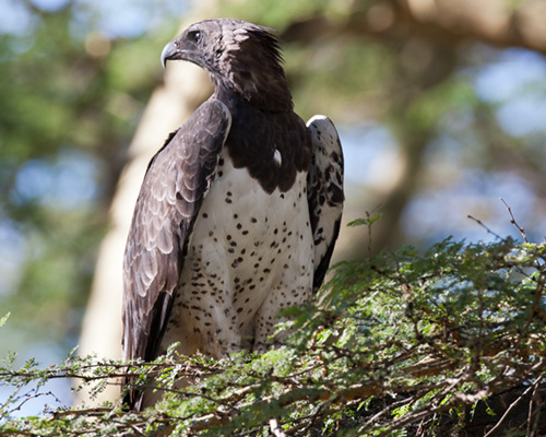 Martial eagle lake nakuru